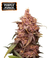 Purple Punch – Seed Stockers – Feminizowane