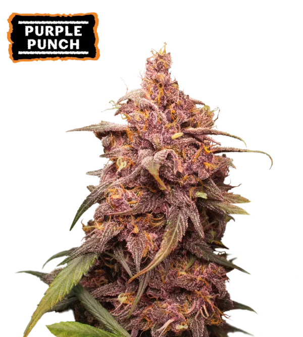Purple Punch – Seed Stockers – Feminizowane