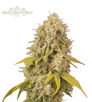Santa Marta Haze – Seed Stockers – Feminizowane