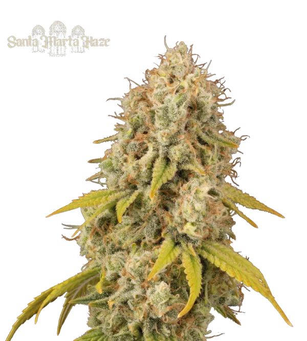 Santa Marta Haze – Seed Stockers – Feminizowane