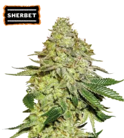 Sherbet – Seed Stockers – Feminizowane