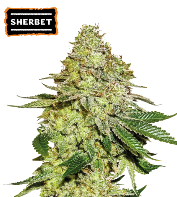 Sherbet – Seed Stockers – Feminizowane