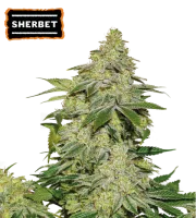 Sherbet Auto – Seed Stockers – Autoflowering