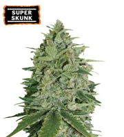 Super Skunk – Seed Stockers – Feminizowane