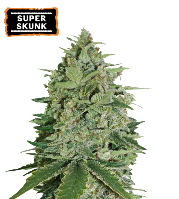 Super Skunk – Seed Stockers – Feminizowane