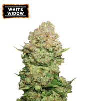 White Widow – Seed Stockers – Feminizowane