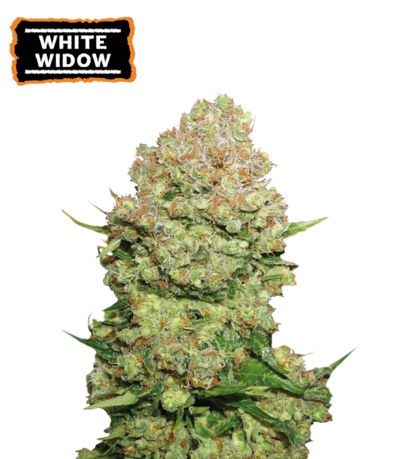 White Widow – Seed Stockers – Feminizowane