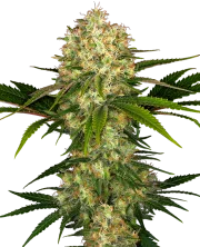 Afghani #1 – Sensi Seeds – Regularne