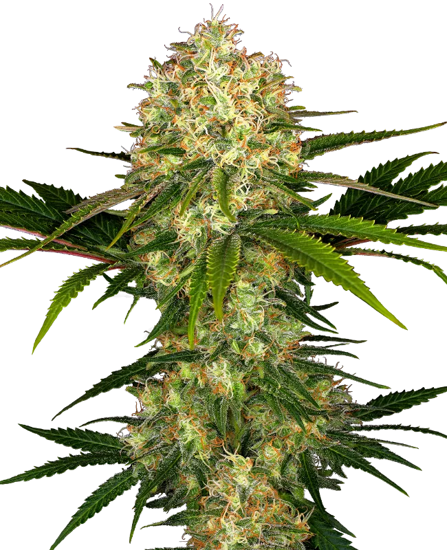Afghani #1 – Sensi Seeds – Regularne