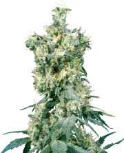 American Dream – Sensi Seeds – Regularne