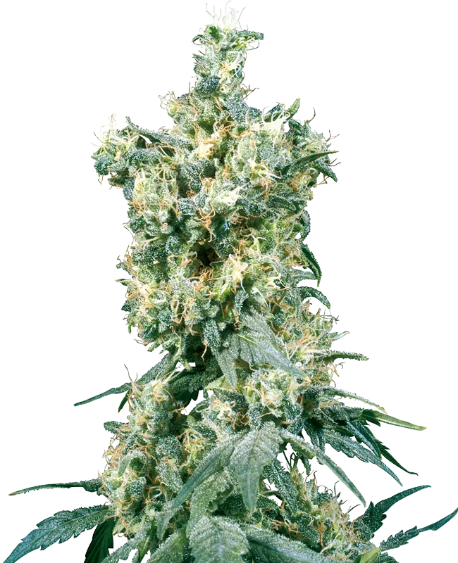 American Dream – Sensi Seeds – Regularne