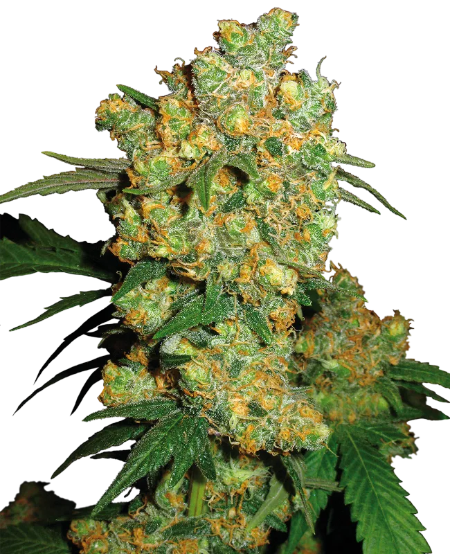 Big Bud – Sensi Seeds – Feminizowane