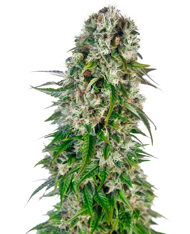 Big Bud Auto – Sensi Seeds – Autoflowering