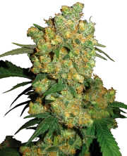 Big Bud – Sensi Seeds – Regularne