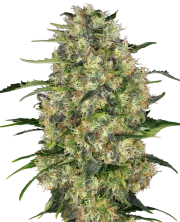 Black Domina – Sensi Seeds – Regularne