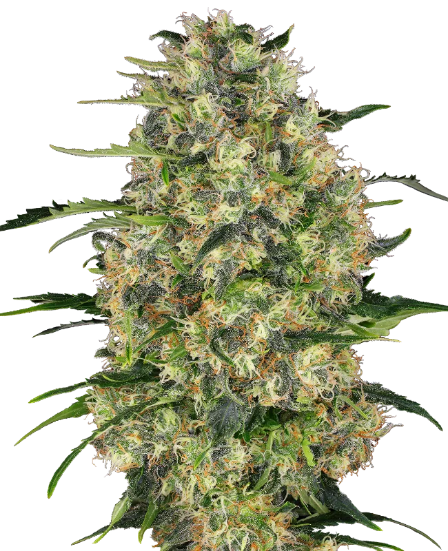 Black Domina – Sensi Seeds – Regularne