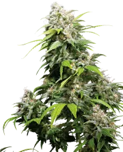 California Indica – Sensi Seeds – Regularne