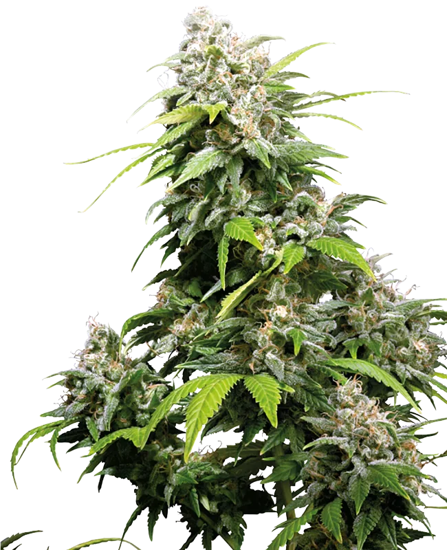 California Indica – Sensi Seeds – Regularne
