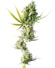 Durban – Sensi Seeds – Regularne