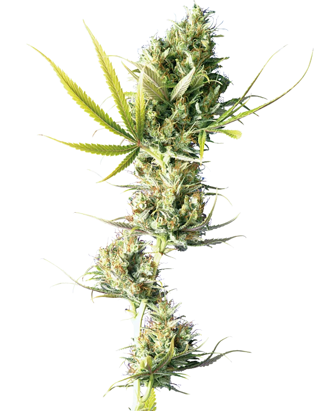 Durban – Sensi Seeds – Regularne