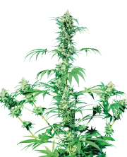 Early Girl – Sensi Seeds – Regularne