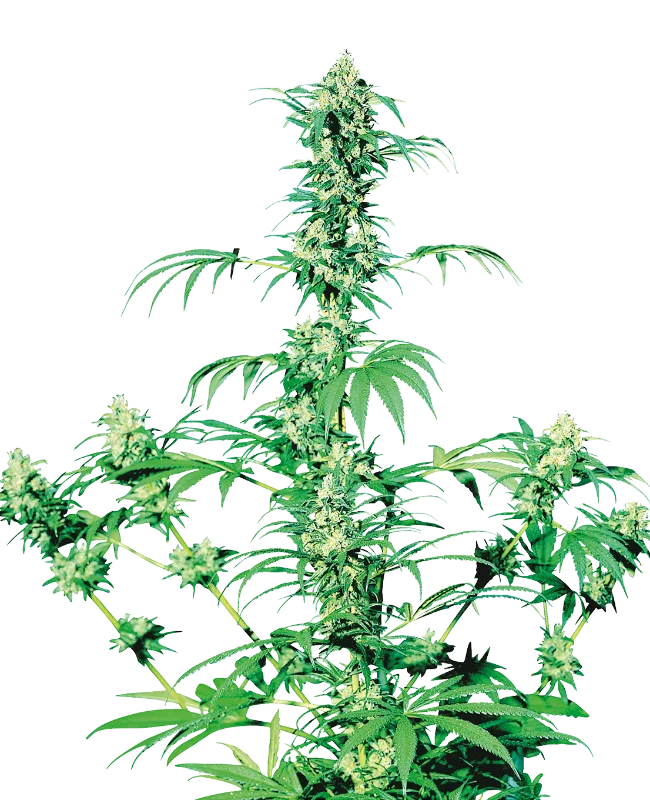 Early Girl – Sensi Seeds – Regularne