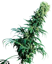 Early Pearl – Sensi Seeds – Regularne