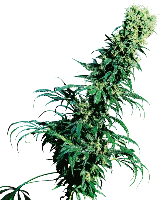 Early Pearl – Sensi Seeds – Regularne