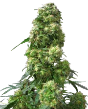 Early Skunk – Sensi Seeds – Regularne