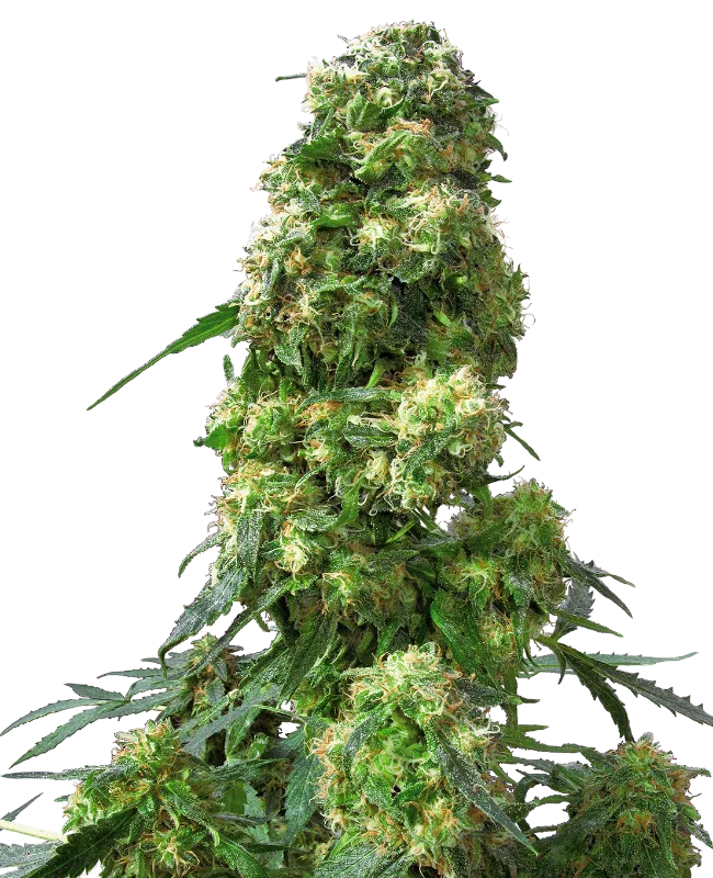 Early Skunk – Sensi Seeds – Regularne