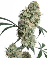 Ed Rosenthal Superbud – Sensi Seeds – Regularne