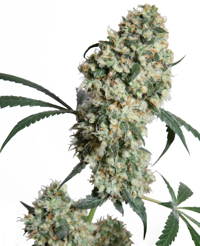 Ed Rosenthal Superbud – Sensi Seeds – Regularne