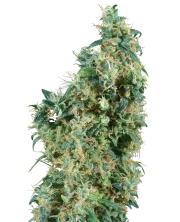First Lady – Sensi Seeds – Regularne