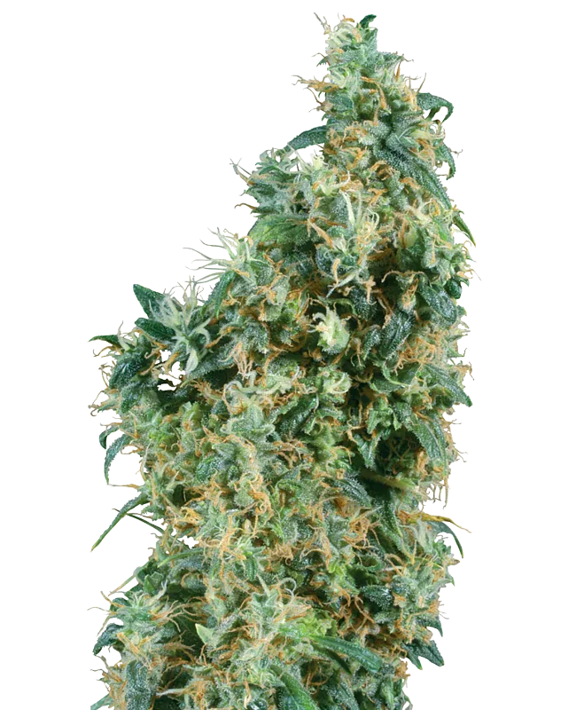 First Lady – Sensi Seeds – Regularne