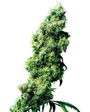 Four Way – Sensi Seeds – Regularne