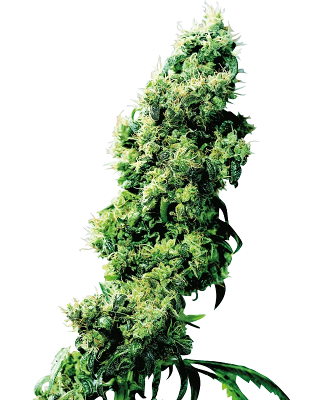 Four Way – Sensi Seeds – Regularne