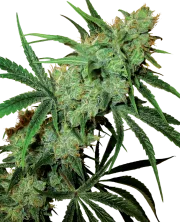 Fruity Juice – Sensi Seeds – Regularne