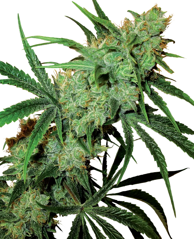 Fruity Juice – Sensi Seeds – Regularne