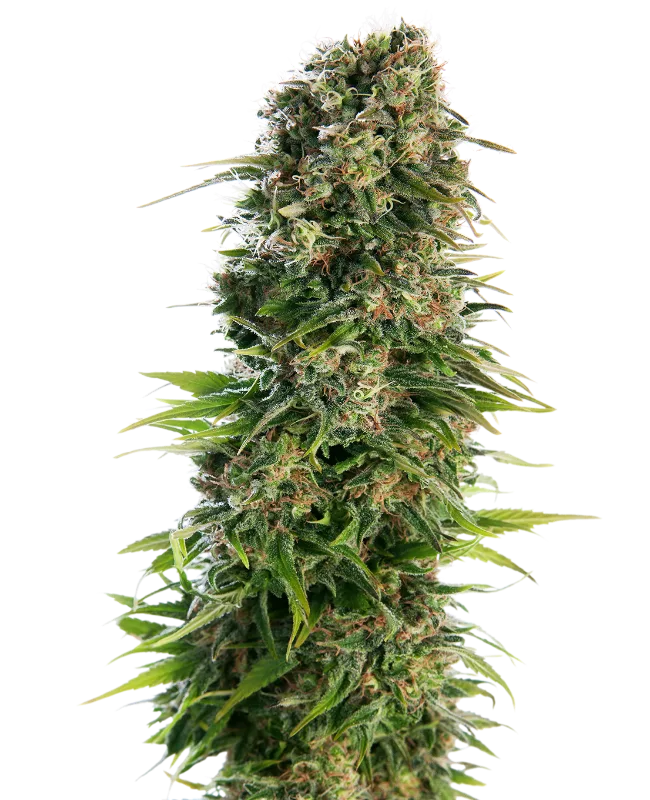 Hindu Kush Auto – Sensi Seeds – Autoflowering