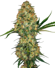 Hindu Kush – Sensi Seeds – Regularne