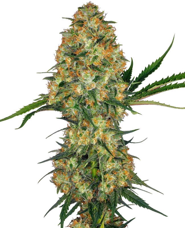 Hindu Kush – Sensi Seeds – Regularne