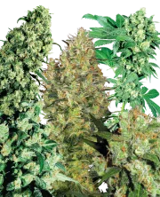 Indoor Mix – Sensi Seeds – Regularne