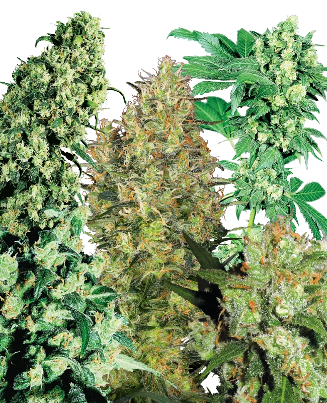Indoor Mix – Sensi Seeds – Regularne
