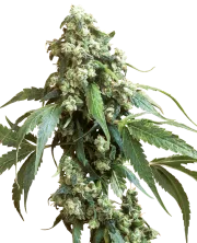 Jack Flash – Sensi Seeds – Regularne