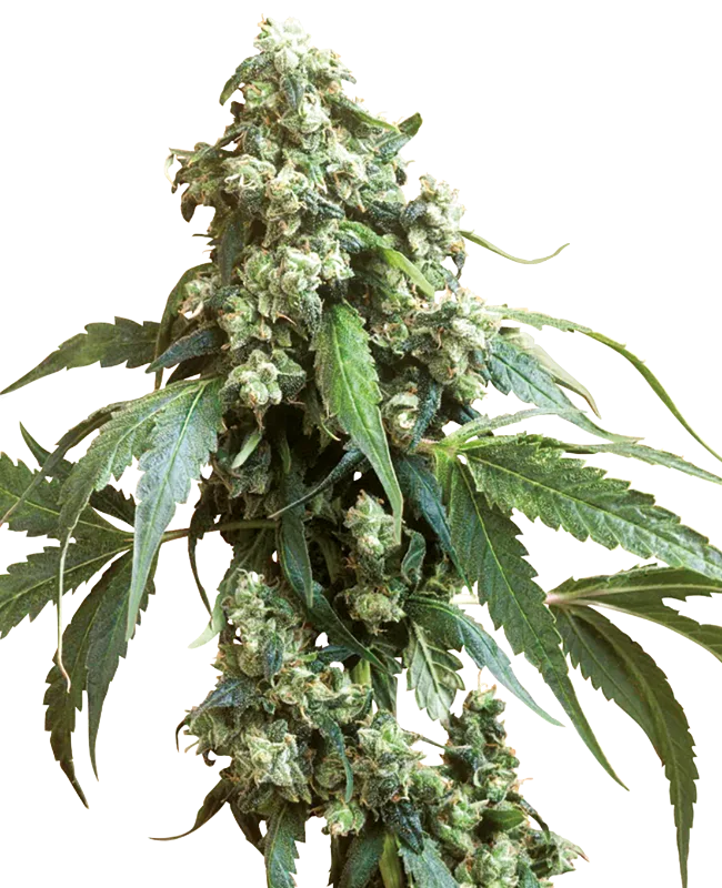 Jack Flash – Sensi Seeds – Regularne
