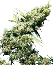 Jamaican Pearl – Sensi Seeds – Regularne