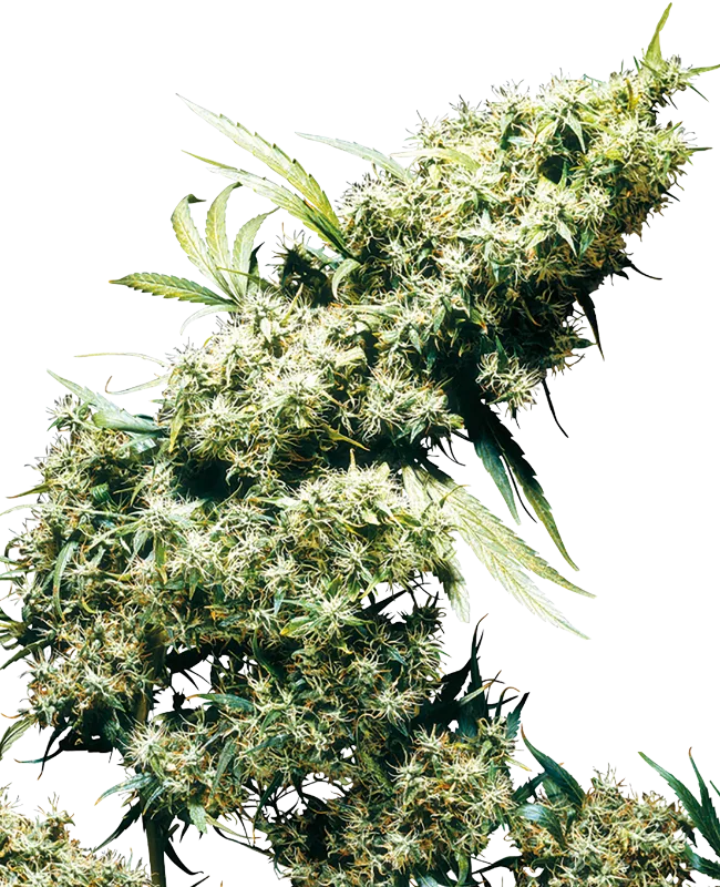 Jamaican Pearl – Sensi Seeds – Regularne