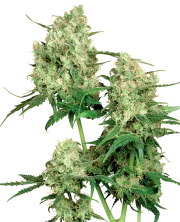 Maple Leaf Indica – Sensi Seeds – Regularne