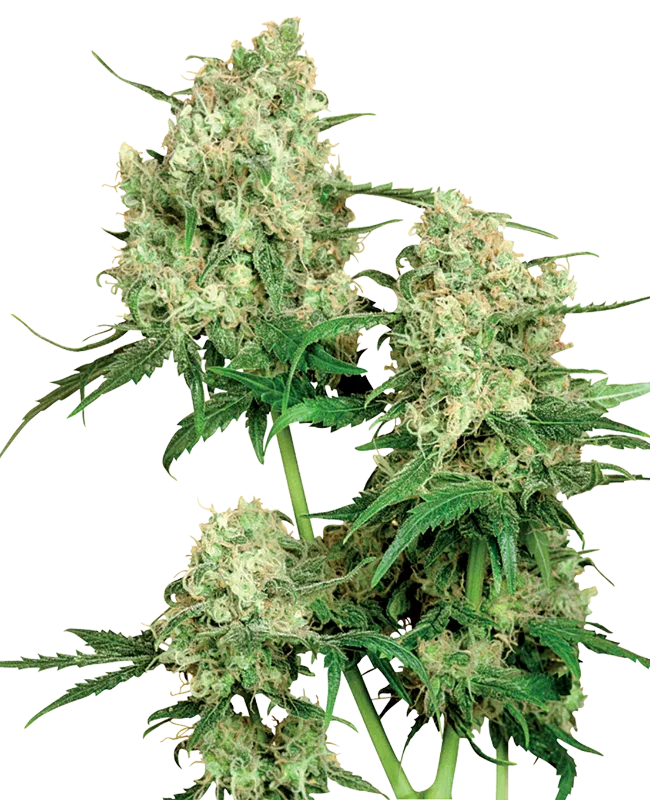Maple Leaf Indica – Sensi Seeds – Regularne