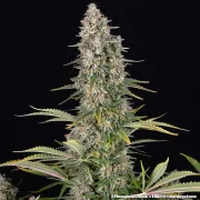 Pineapple Chunk